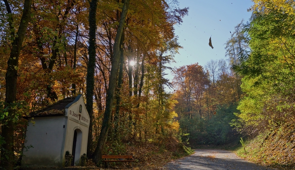 Herbstspaziergang durch den Haspelwald